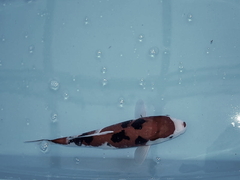 Killikus&reg; Fotographie